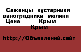 Саженцы, кустарники, виноградники, малина. › Цена ­ 300 - Крым  »    . Крым